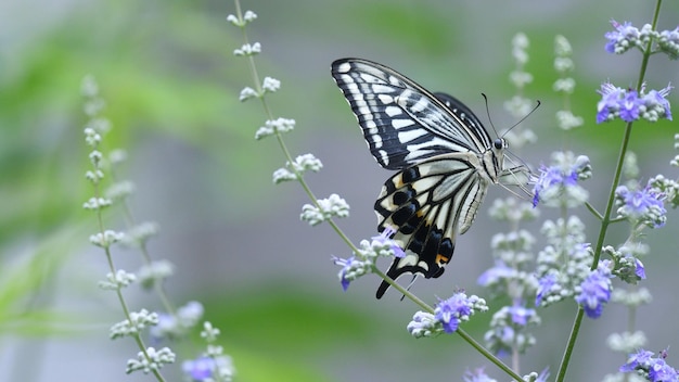 A butterfly sits on a flower on a sunny day.