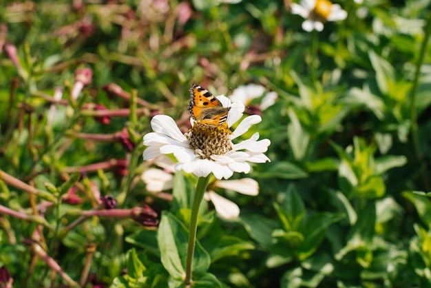 Butterfly sits on a flower of a white cynia zinnia in the garden in summer