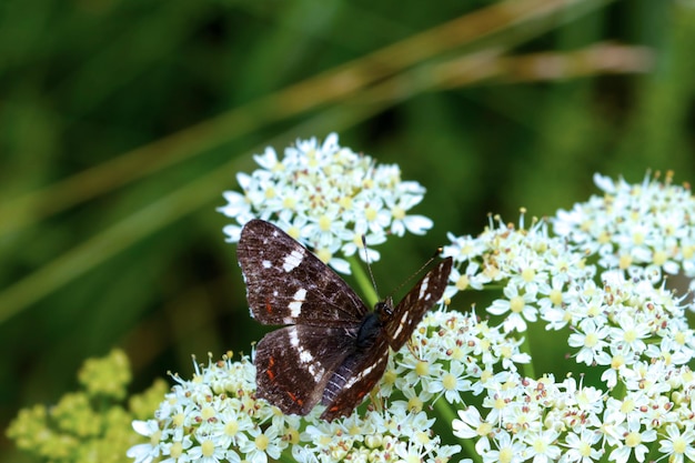 A butterfly sits on flowering flowers in the spring