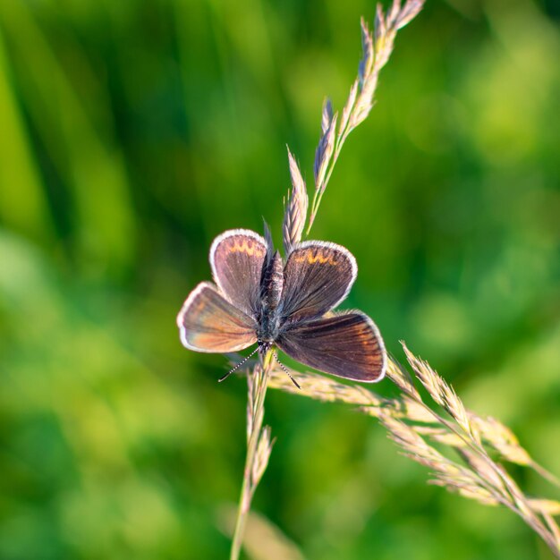 A butterfly sits on a grass in a field.