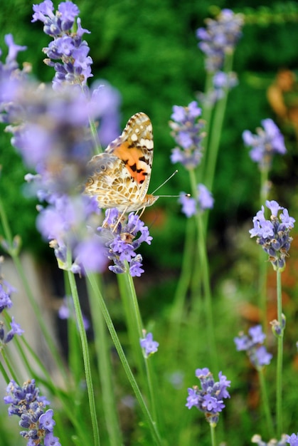 A butterfly sits on one of the lavender flowers in the field