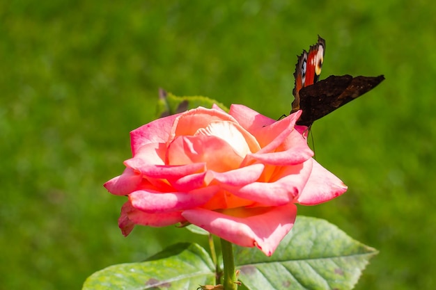 A butterfly sits on a pink rose on a green background