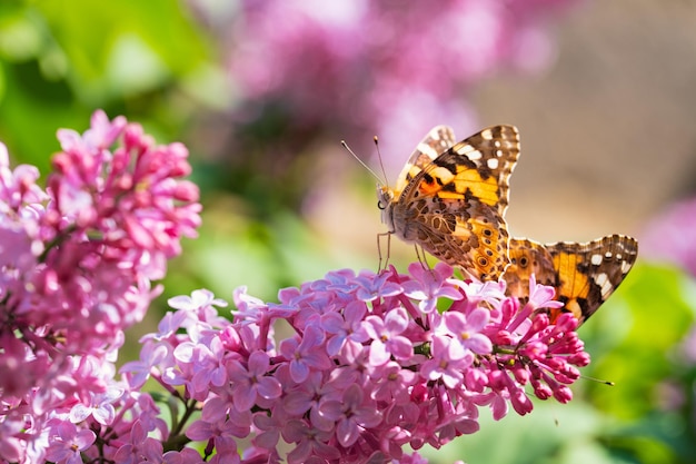 A butterfly sits on a purple flower in the garden.