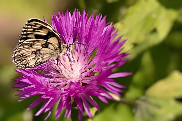 A butterfly sits on a purple flower with the word butterfly on it.