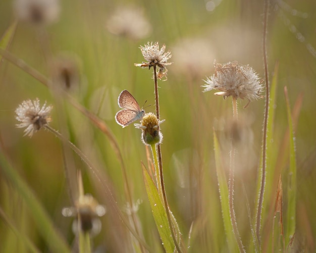 Butterfly Sitting on a Flower Macro Photo Shoot