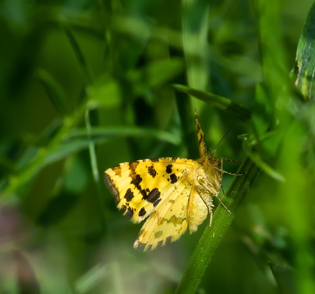 butterfly sitting on green grass in a field summer sunny day