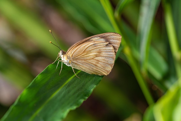 Butterfly small and beautiful butterfly photographed with a macro lens on leaves in a garden selective focus