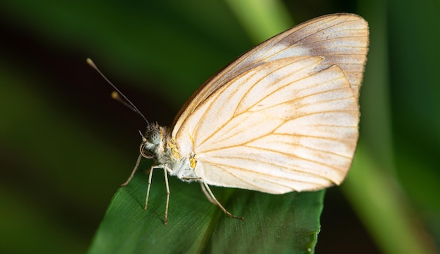 Butterfly small and beautiful butterfly photographed with a macro lens on leaves in a garden selective focus