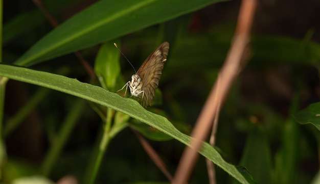 Butterfly small and beautiful butterfly photographed with a macro lens on leaves in a garden selective focus