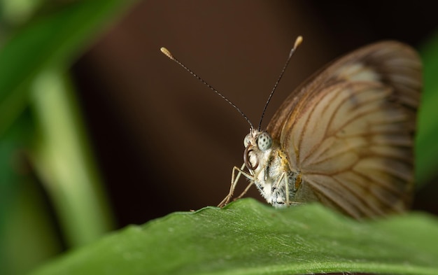 Butterfly small and beautiful butterfly photographed with a macro lens on leaves in a garden selective focus