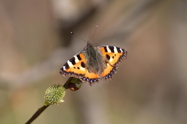 The butterfly Small Tortoiseshell Aglais urticae sits on a branch on a sunny spring morning Moscow