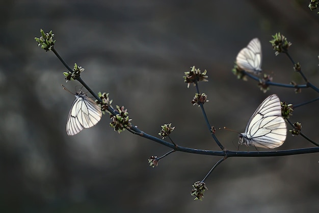 butterfly spring branches buds, concept spring background new life