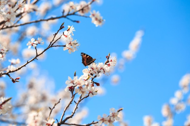 Butterfly on a spring flower Blooming tree on the background of nature spring flowers spring background