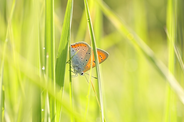 Butterfly on a spring meadow in the sunshine