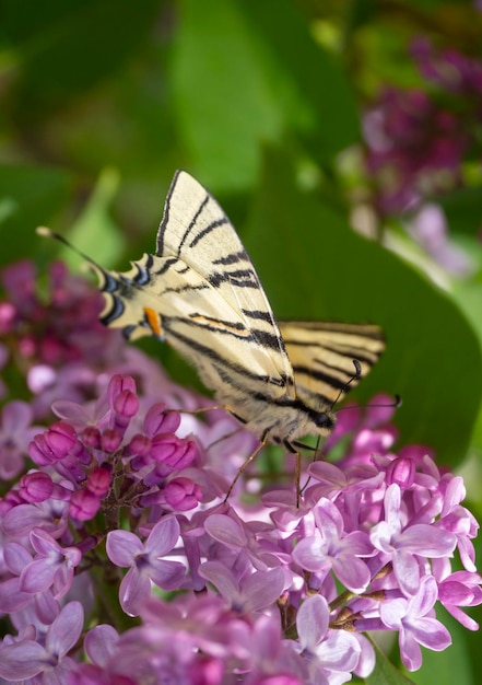 Butterfly swallowtails Podalirius Iphiclides podalirius sits on a lilac blossom Syringa