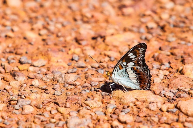 Butterfly ,Thailand