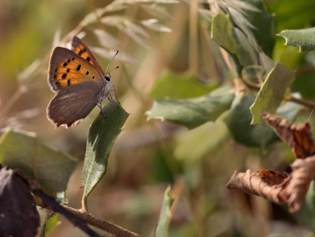 Butterfly in their natural environment