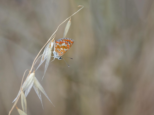 Butterfly in their natural environment