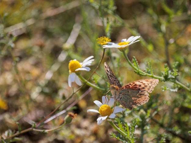 Butterfly in their natural environment.