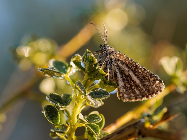 Butterfly in their natural environment