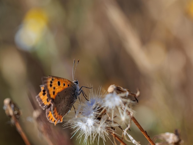 Butterfly in their natural environment