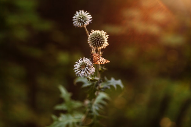 Butterfly on Thistle in the rays of the sunset 