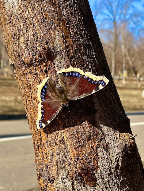 Butterfly on a tree in the city park in spring