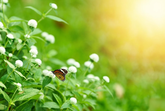 Butterfly on white flowers with green theme