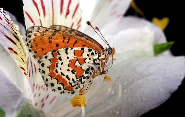 A butterfly with black spots on its wings is drinking from a water droplet.