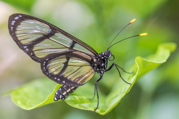 A butterfly with a black wing and white markings on its wings sits on a green leaf.