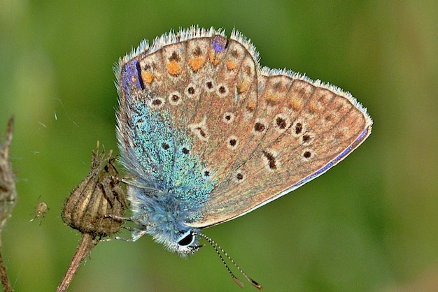 A butterfly with blue wings and a yellow spot on its wings is sitting on a plant.