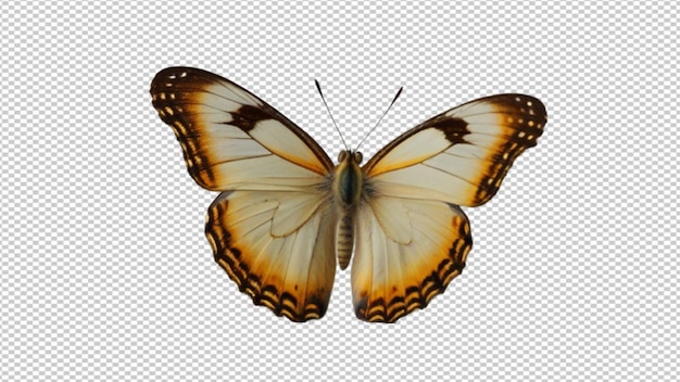 a butterfly with brown wings and orange wings