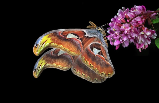 A butterfly with a butterfly on its face and a purple flower in the background.