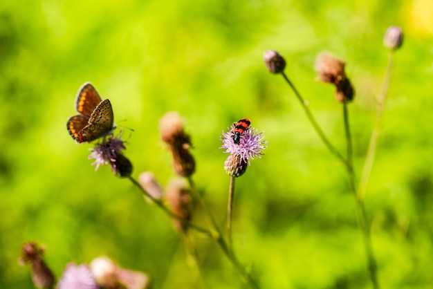 Butterfly with closed wings on a flower High quality photo Selective focus