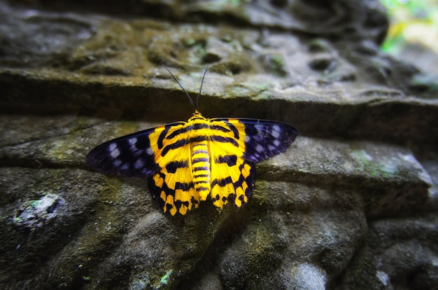 A butterfly with its unique color yellow and black, were sitting on a strong pillar