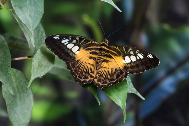 Butterfly with opened wings on leaf