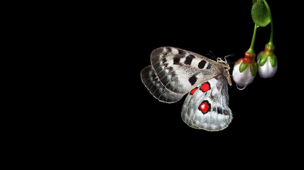 A butterfly with red eyes and a tag that says " moth ".