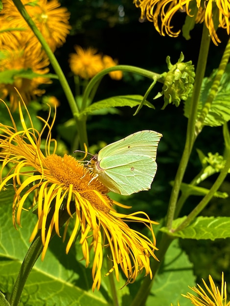 Butterfly on a yellow flower in a summer garden closeup