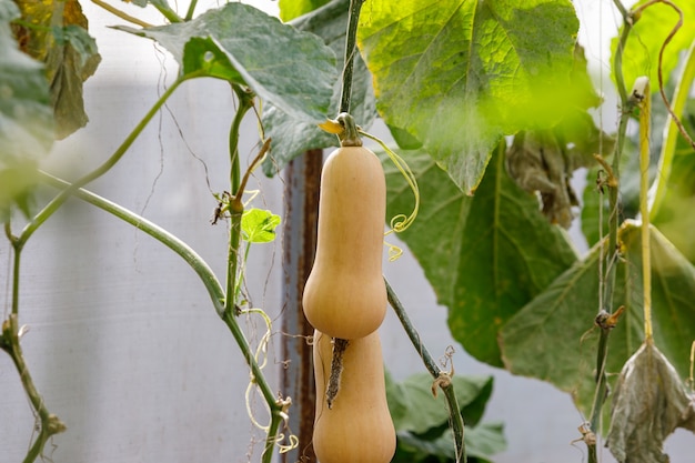 Butternut Squash pumpkin planted  There are green leaves in the farm.