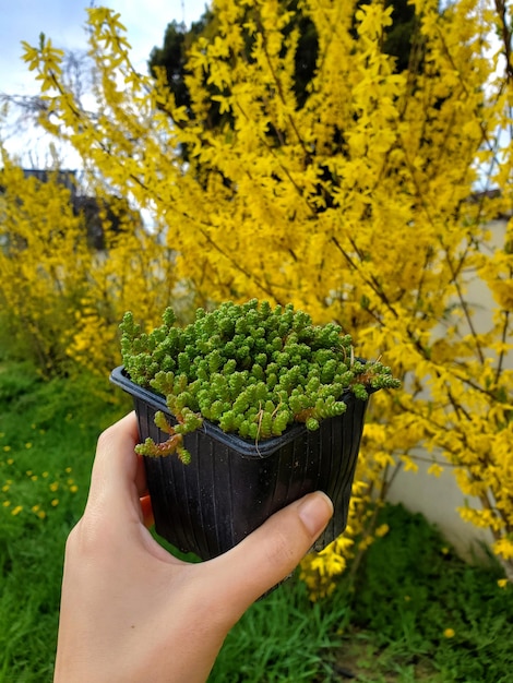 Buying a new potted succulent houseplant Woman holding a plant in her hand evergreen goldmoss stonecrop Sedum acre