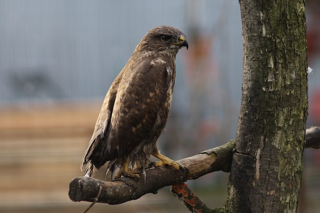 Buzzard common little hawk close-up