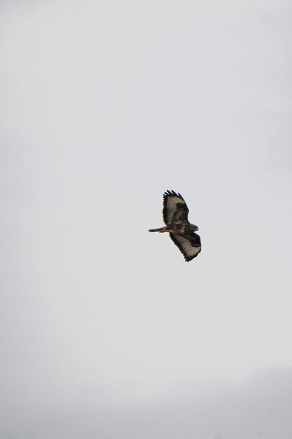 Photo buzzard flying in a cloudy sky background