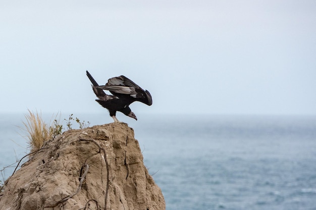 Buzzard vulture on sand