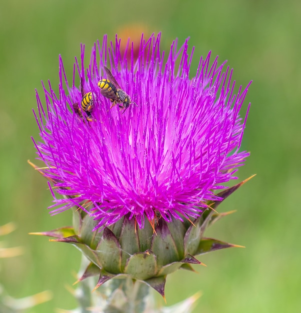 Buzzing Duo Two Bees on Milk Thistle Plant