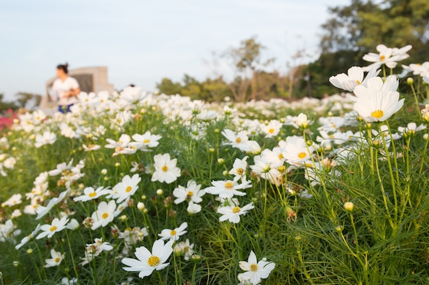 C.sulphureus Cav. or Sulfur Cosmos, flower