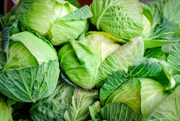 Cabbage background, Close up macro of fresh cabbage from farm field 