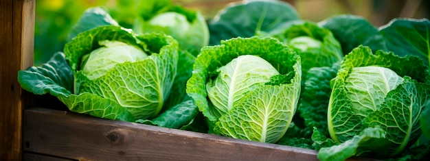 cabbage in a box in the garden Selective focus