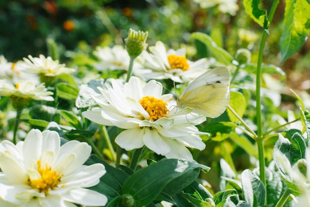 A cabbage butterfly sits on a white zinnia flower in a summer garden