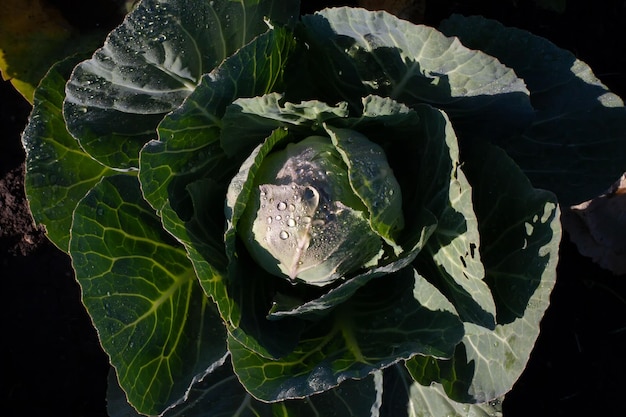 Cabbage closeup dew drops and rough shadow