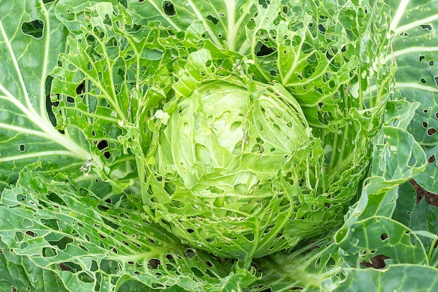 Cabbage damaged by insects pests close-up